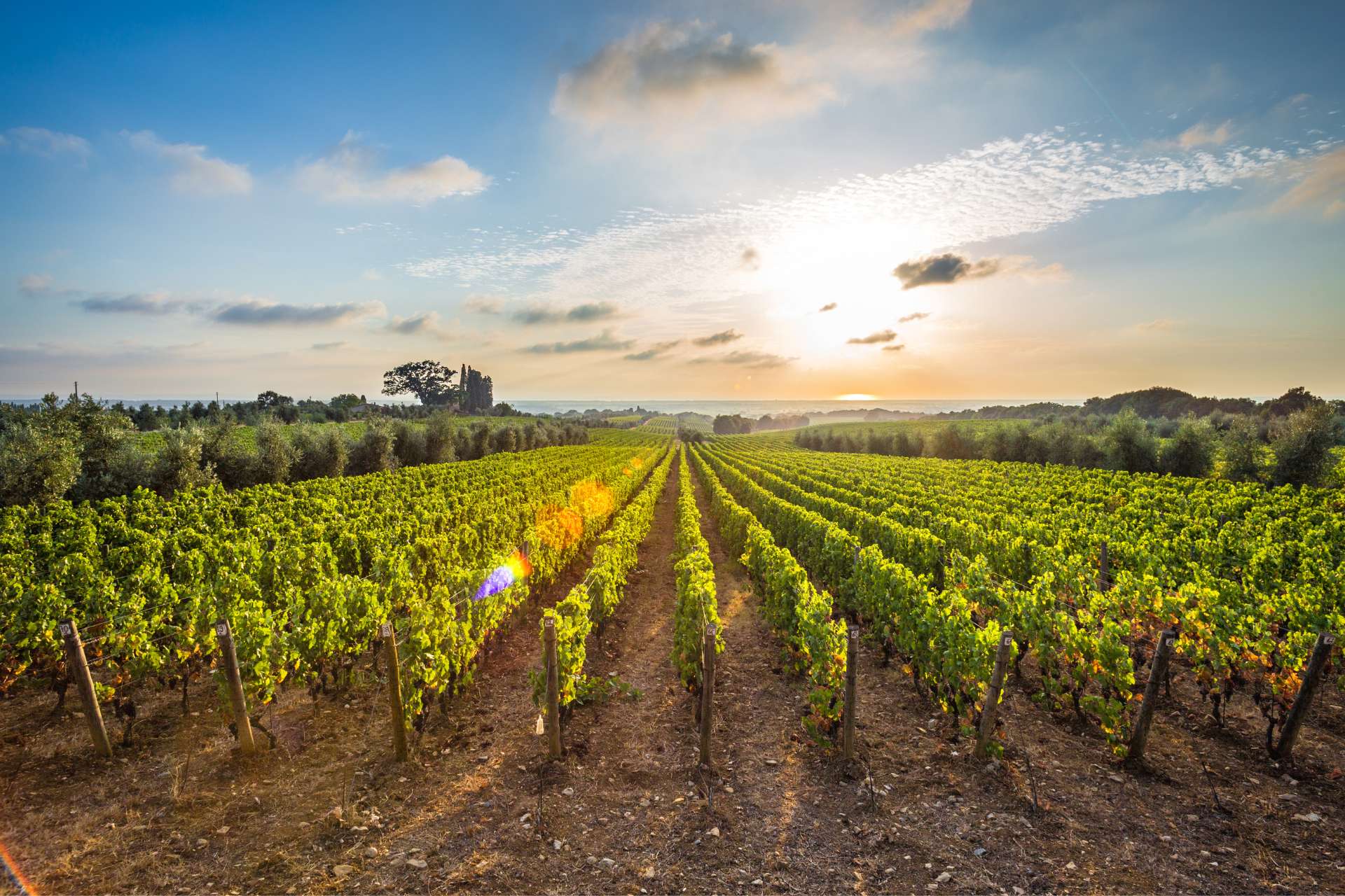 Vigneti di Bolgheri al tramonto