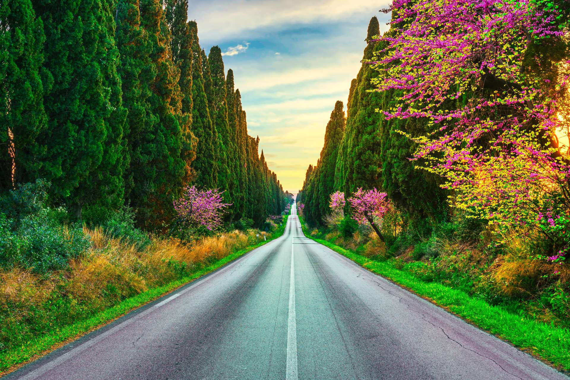 Viale dei Cipressi di Bolgheri in primavera