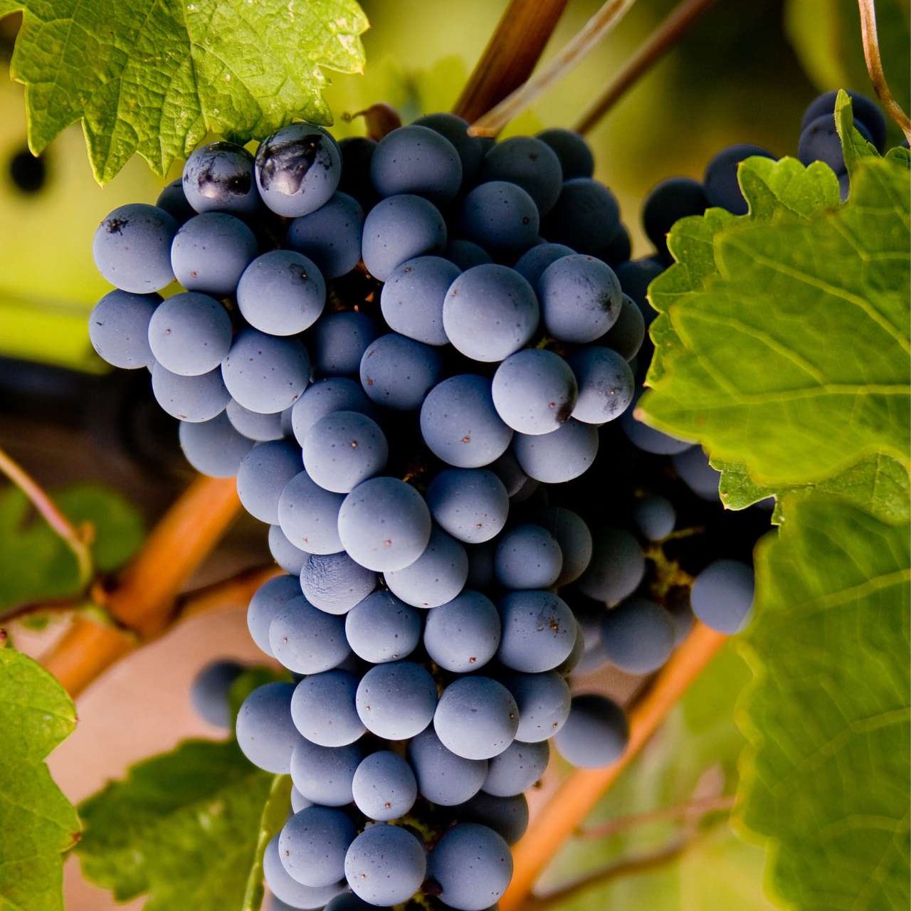 Grappolo d'uva nera nei vigneti di Bolgheri
