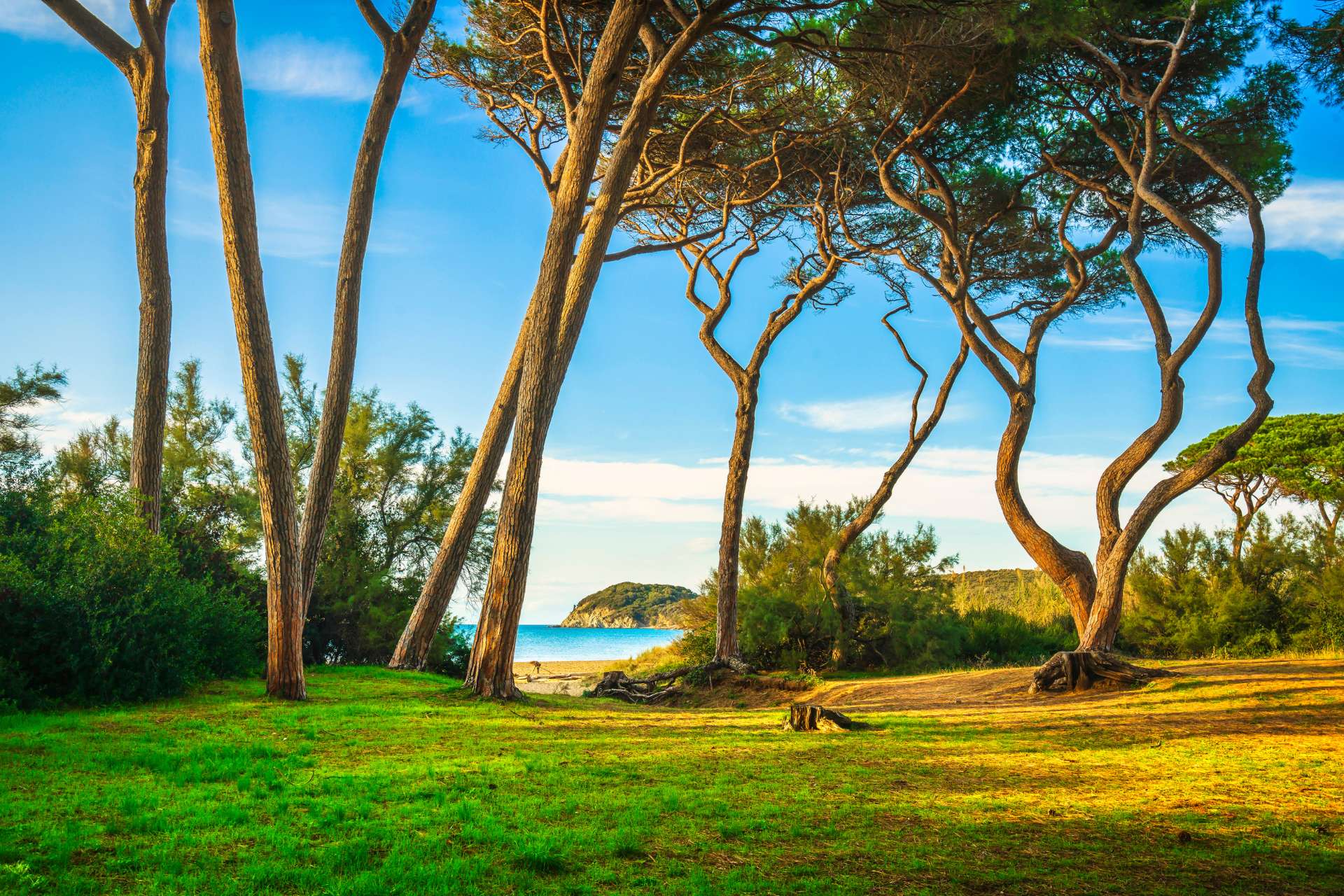 Pineta sul mare nel Golfo di Baratti