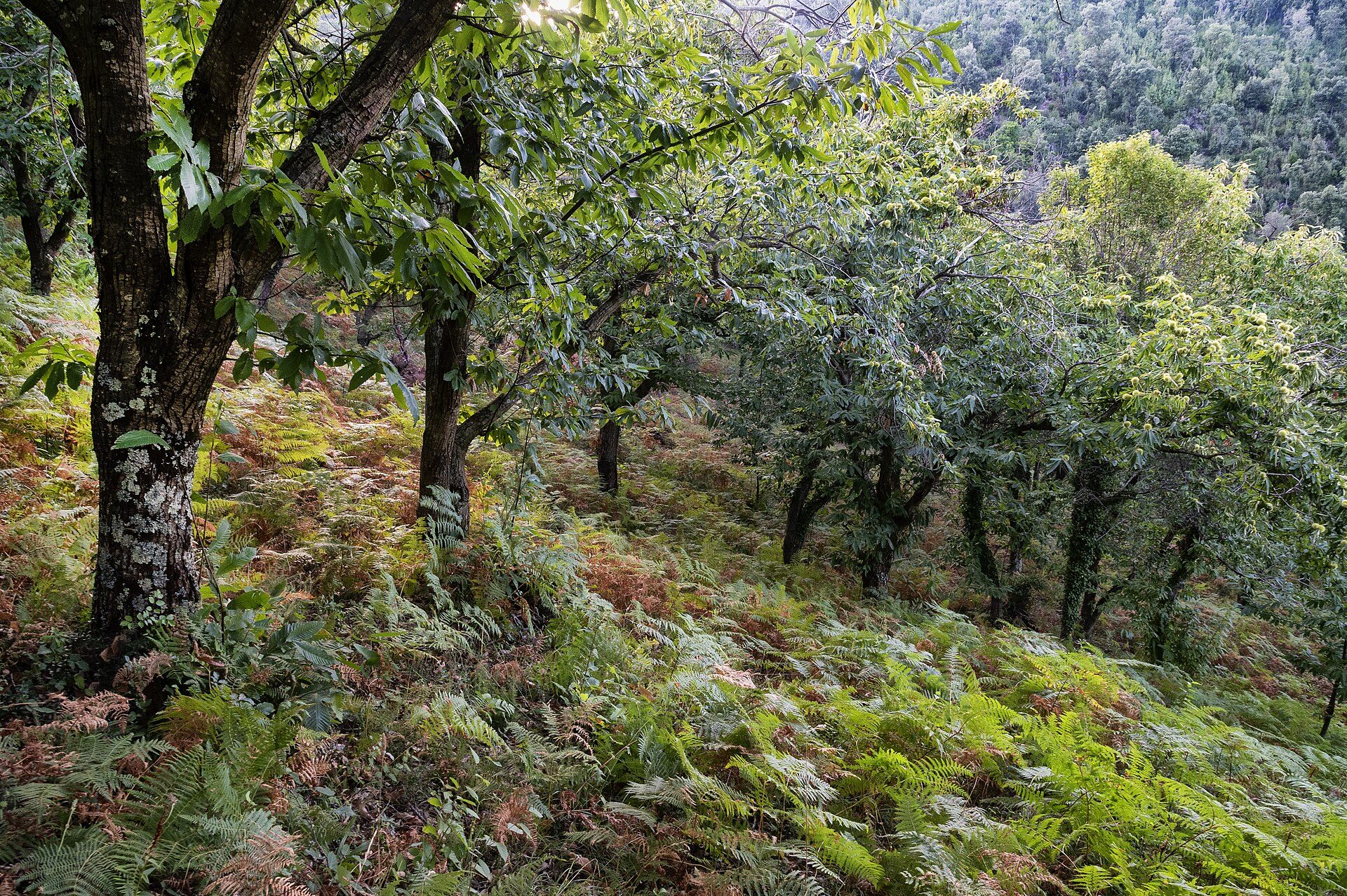 Bosco di castagni e lecci nei dintorni di Sassetta