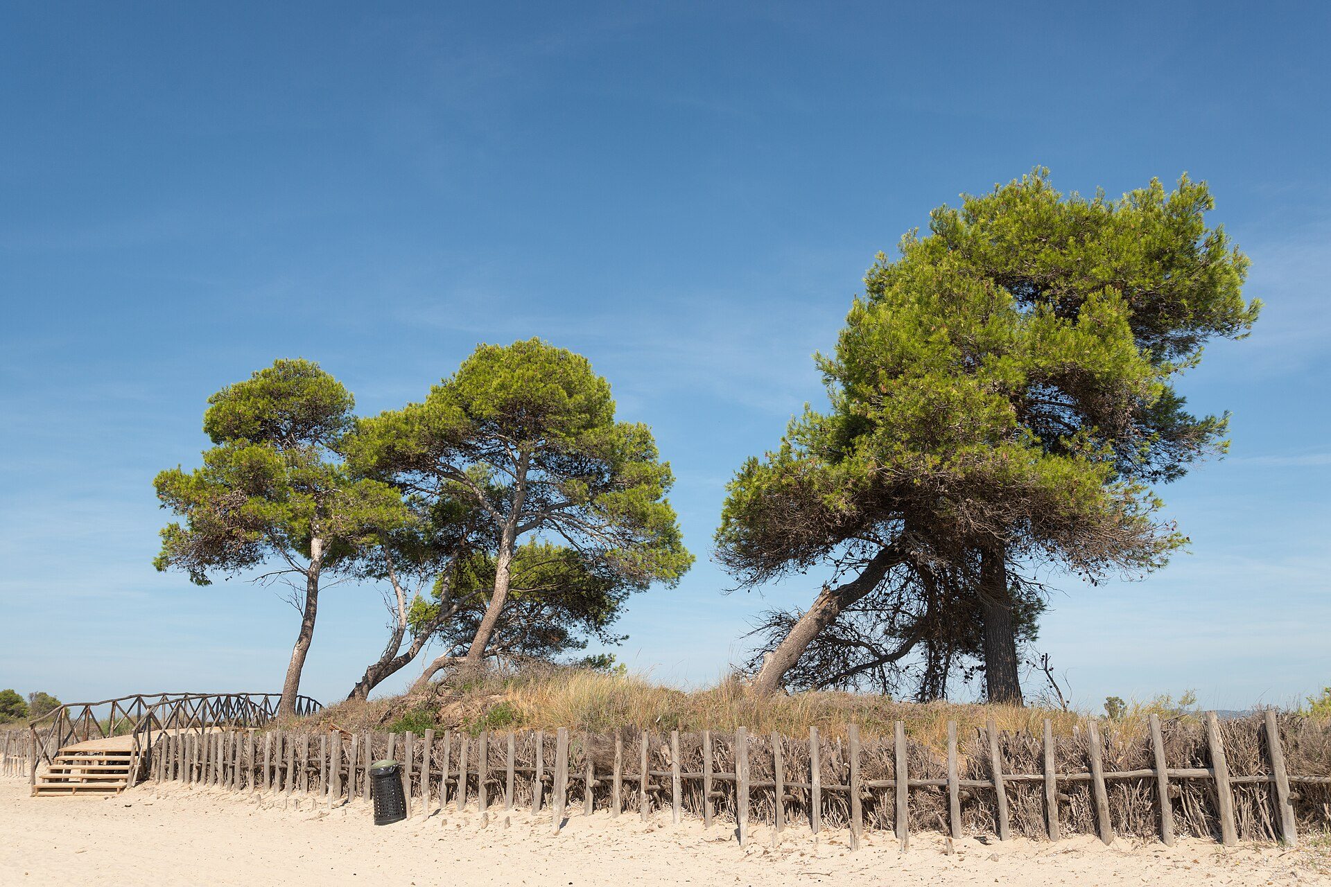 Pini marittimi sulle dune del Parco della Sterpaia