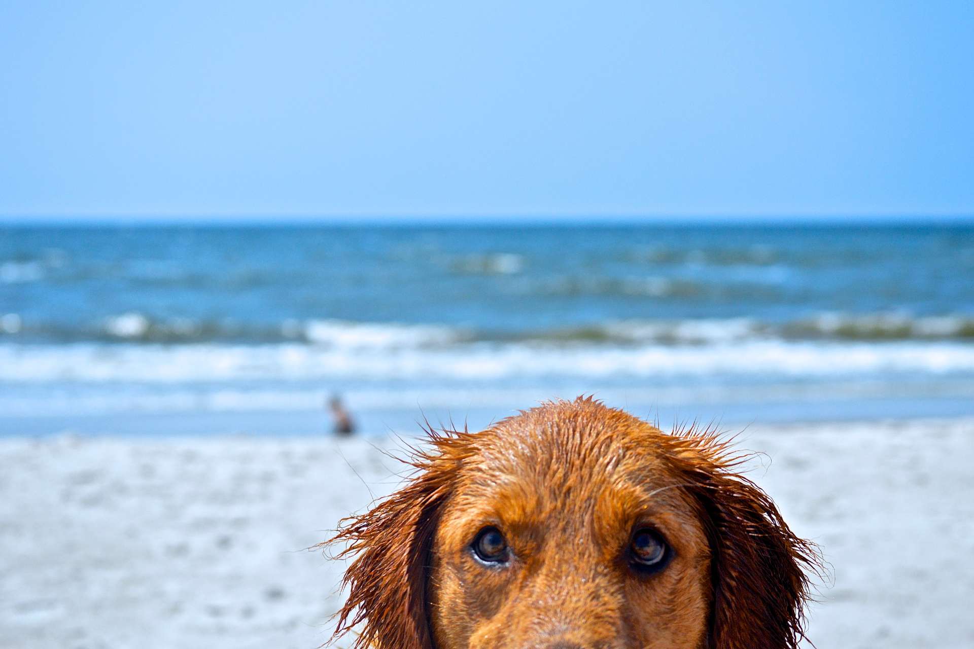 Cane sulla spiaggia di Rimigliano