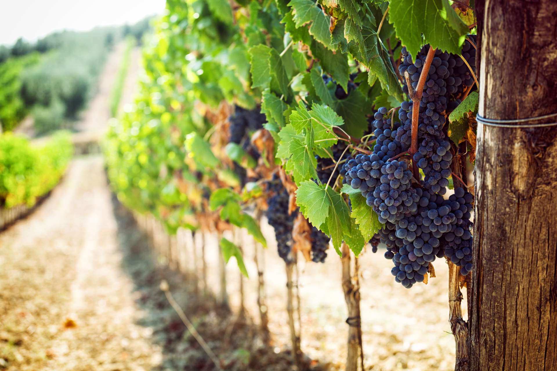 Grappoli d'uva tra i filari di un vigneto a Suvereto